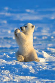 These animals depend on eating large quantities of krill for survival in the harsh climate. Baby Polar Bear Canada Animali Cuccioli Di Orso Animali Carini
