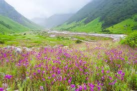 Valley of flowers from delhi valley of flowers from delhi is an amazing departure from delhi to visit valley of flowers which is located at a distance of 441 km. Himalayan Valley Of Flowers Trek 10 Days Kimkim