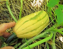 Like all delicata squash, it can be prepared straight from harvest without curing. Cornering The Cucurbits Happy Acres Blog