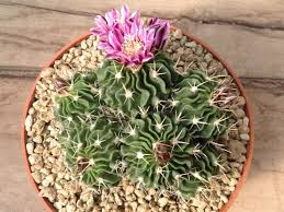 Whether you already have cactus plants in your home or you're thinking about picking up a few from your local greenhouse, these are the things you need to learn about how to care for a. Stenocactus Multicostatus Brain Cactus World Of Succulents