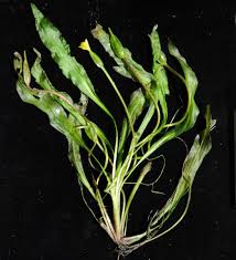 Image result for Ottelia lisowskii