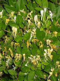 Maybe you would like to learn more about one of these? Invasive Plants In Massachusetts 31 Types That Could Be Growing Into A Jungle In Your Backyard Masslive Com