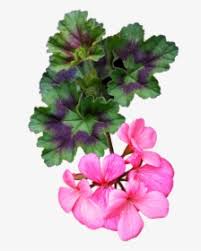 Download tube fiori png png image for free. Flower Pink Geranium Plant Cut Out Isolated Geranio Fiori Png Transparent Png Kindpng