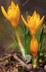 Beautiful Yellow Crocus Flowers Closeup Stock Photo Ad Crocus Yellow Beautiful Flowers Ad Crocus Flower Yellow Crocus Crocus