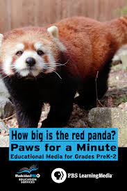 Paws For A Minute Red Panda Nature Kids Pbs Learningmedia Red Panda