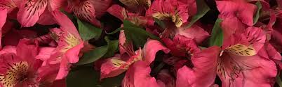 Explore our wreaths, standing sprays, bouquets, breathtaking floral arrangements, and more. Alstromerias From Holland Wholesale