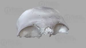 Image result for Frontal Bone
