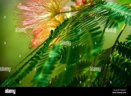 Image result for Fabaceae subfamily Caesalpinioideae