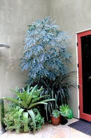 Image result for Cussonia spicata