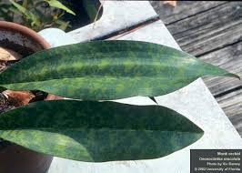 Image result for Oeceoclades maculata × quadriloba