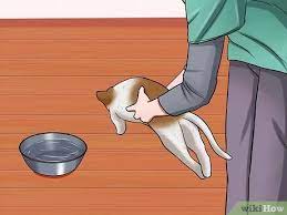 Daily aspirin use increases your risk of developing a stomach ulcer. How To Identify If Your Cat Has Had A Stroke With Pictures