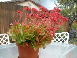 Image result for Kalanchoe blossfeldiana
