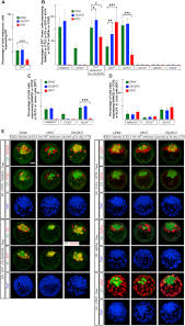 Jeżeli rodzic odbiera 500+ i zamiast przeznaczyć je na dziecko/i wrzuca je do puszki kod. Functional Antagonism Between Otx2 And Nanog Specifies A Spectrum Of Heterogeneous Identities In Embryonic Stem Cells Abstract Europe Pmc