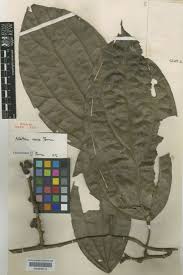 Image result for Albertisia