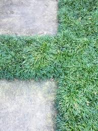 How To Pick Ground Covers Between Pavers Here Mondo Grass Nicely Resembles A Green Flokati Rug Photograph By Kie Ground Cover Plants Ground Cover Hardscape