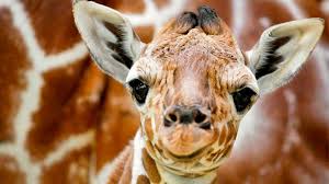 Resultado de imagen de fotos de animales en peligro de extinción