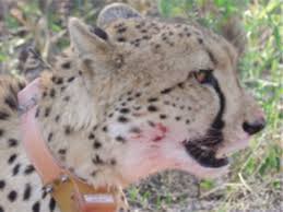 When the prey species is numerous predation is a key aspect of any environment and can help stabilize and influence the biodiversity within a community. Biomechanics Of Predator Prey Arms Race In Lion Zebra Cheetah And Impala Nature