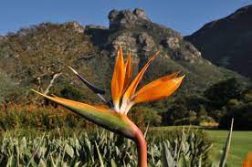 Another Striking South African Plant Is Strelitzia Reginae Commonly Called Strelitzia Crane Flo African Plants South African Flowers Birds Of Paradise Flower