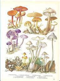 Vintage Fungi Coloured Book Plate Woodland Fungi Ideal For Framing 133 Mushroom Art Fungi Illustration Mushroom Drawing