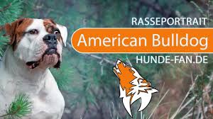 American bulldogs is a protective and caring pet. American Bulldog 2018 Rasse Aussehen Charakter Youtube