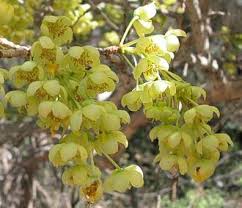 Image result for Ochna