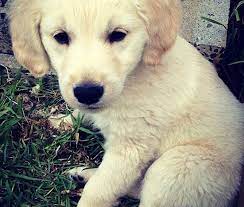 Contact freehold golden retriever breeders near you using our free golden retriever breeder search tool below! Courageous Golden Retriever Adoption The Golden Retriever Network