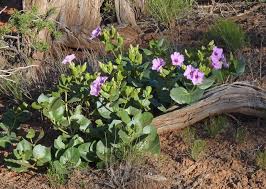 Image result for Mirabilis