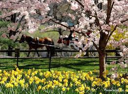 Maybe you would like to learn more about one of these? Northern Hemisphere Embraces Flourishing Spring Flowers 1 Spring Flowers Central Park Nyc Spring Ahead