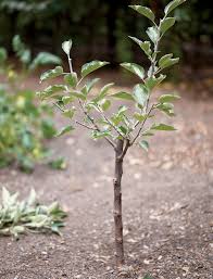 Remember, pruning mature citrus trees will accelerate growth the next season. Create Small Fruit Trees With This Pruning Method Mother Earth News
