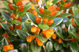 Indoor Flowering Plants Plants Goldfish Plant