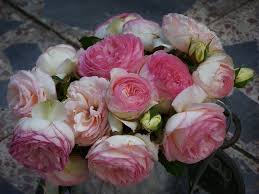 See more of fiori e simili on facebook. Guida Alla Coltivazione Della Rosa Rampicante Pierre De Ronsard