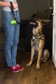 Maybe you would like to learn more about one of these? Struggling To Train Your Dog Get Help For Problem Behaviors