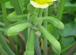 Image result for Limnocharitaceae