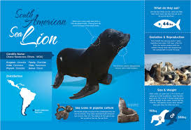 This Infographic Gives Basic Facts About Sea Lions Including Scientific Name Distribution Diet Gestation Reproduction Weigh Sea Lion Animal Groups Animals