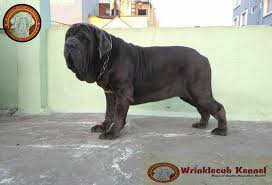 French mastiff puppies for sale with price details 15000 ka french mastiff: Wrinklecub Kennels Home Facebook