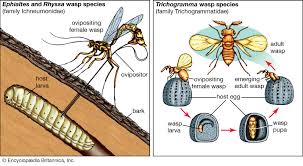 Parasitism Definition Examples Britannica