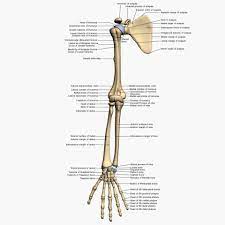 Arm Bones Arm Bones Arm Anatomy Anatomy Bones