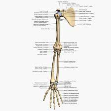 3d model bones human arm anatomy. Arm Bones Anatomy Bones Arm Bones Arm Anatomy