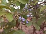 Image result for Vitex mombassae
