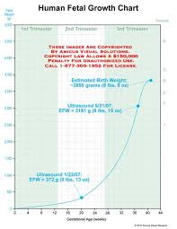 human fetal growth chart