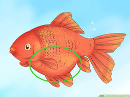 The answer to how much room do goldfish need?, depends on how you plan to maintain high water quality in their pond or aquarium. How To Tell If A Goldfish Is Pregnant 8 Steps With Pictures