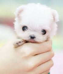Adorable Animals Cute Animals 41 Daily Awww Oh Hai Cute Animals So Good To See You Cute Baby Animals Cute Animals Puppy Dog Pictures