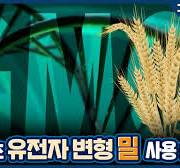 [구루마블] 세계 최초! 유전자변형(GMO) 밀 상용화 허가한 아르헨티나 / YTN