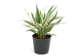 Gardrop , şifonyer (puf hariç) , karyola , karyola başlığı ve 2 adet komodin olarak satışa sunulmuştur. Yatak Odasinda Bulunmasi Faydali Olan Cicekler Saglik Haberleri