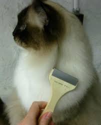 Cat Matted Fur Tips And Tricks To Remove Cat Mats