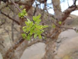 Image result for Commiphora tenuipetiolata