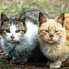 Hayvan Doslarimiz Hayvandostu Hayvandostlarimiz Benisevin Sokak Sokakhayvanlari Kopek Benisevin Homeless Kedi Cat Animals Cats Street