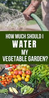 Should i water my vegetable garden every day? How Much Should I Water My Vegetable Garden