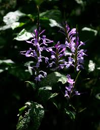 Image result for Brachystephanus