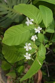 Image result for Holarrhena pubescens